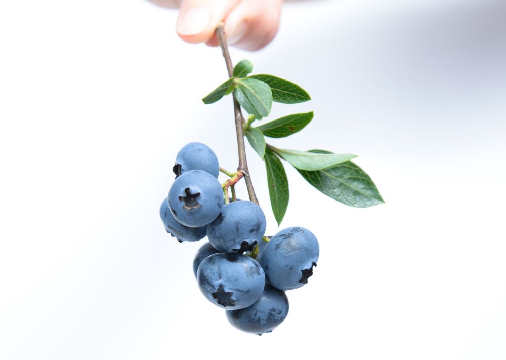 16 Jenis 'Berry' di Dunia, Ada yang Asli dan Ada juga Palsu Lho!
