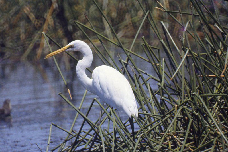 5-fakta-unik-great-egret-burung-yang-hidup-di-empat-benua