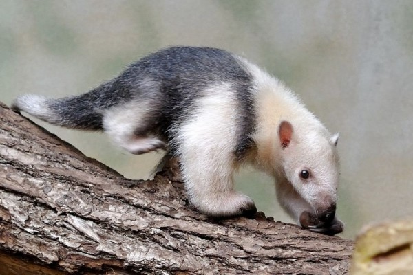 5 Fakta Menarik Tamandua, Mamalia Lucu yang Pakai Rompi