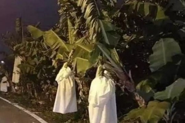 10 Penampakan di Pohon Pisang, Ada yang Ngeri tapi Ngikik