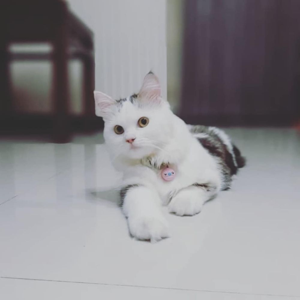 5 Rekomendasi Tempat Adopsi Kucing di Surabaya