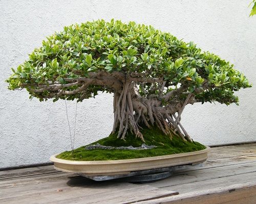 Dekorasi Rumah, 9 Jenis Bonsai yang Mudah Dirawat! Cocok untuk Pemula