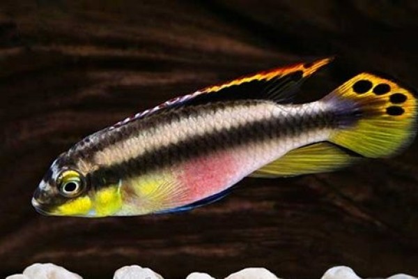 5 Spesies Ikan Akuarium asal Afrika yang Paling Populer, Menawan!