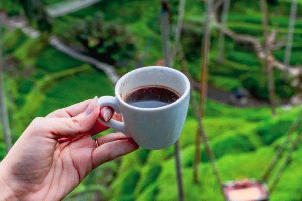 5 Agrowisata Kopi di Bali untuk Belajar Membuat hingga Menikmati Kopi