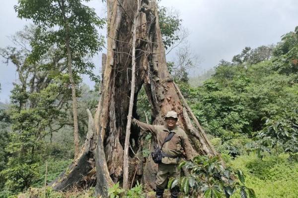 Hutan Lindung Di Malang Kritis