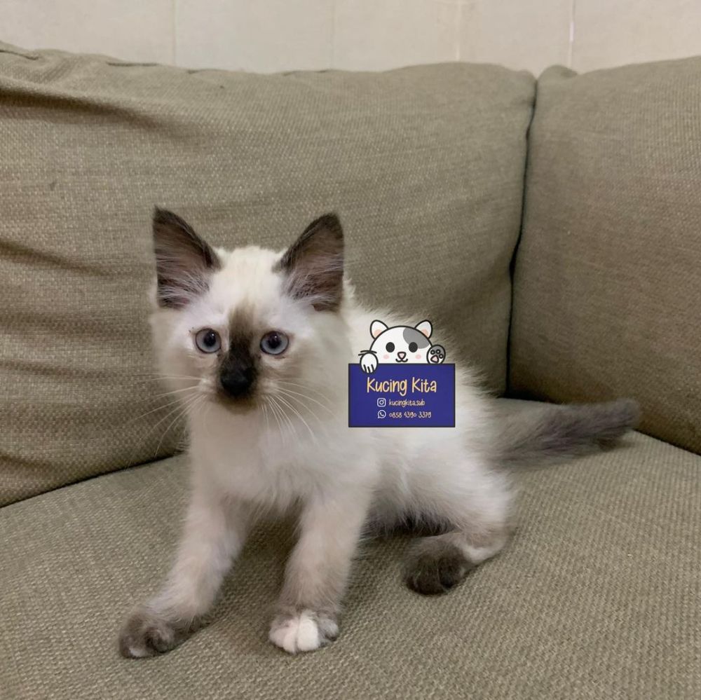 5 Rekomendasi Tempat Adopsi Kucing di Surabaya