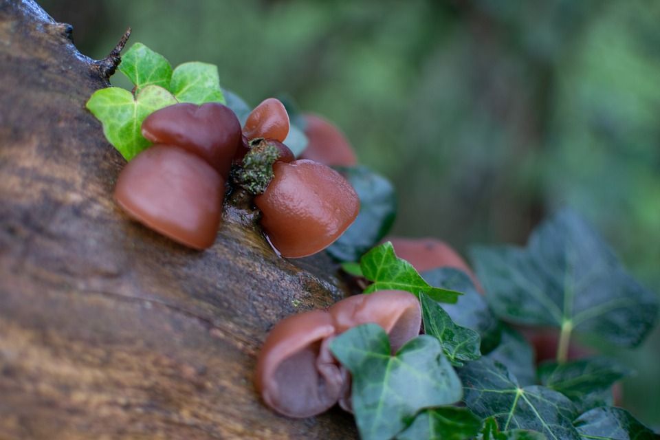 9 fakta tentang jamur kuping yang perlu Anda ketahui untuk menjadi bahan perawatan kulit