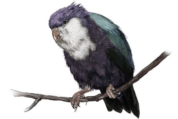 9 Spesies dengan Nama Ilmiah Paling Nyeleneh, Ada SpongeBob!