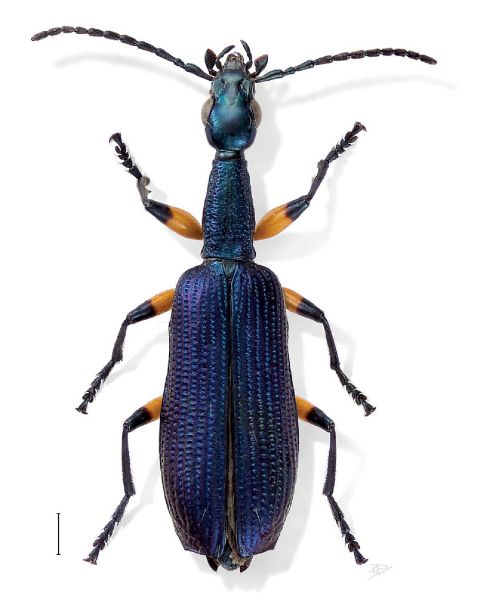 9 Spesies dengan Nama Ilmiah Paling Nyeleneh, Ada SpongeBob!