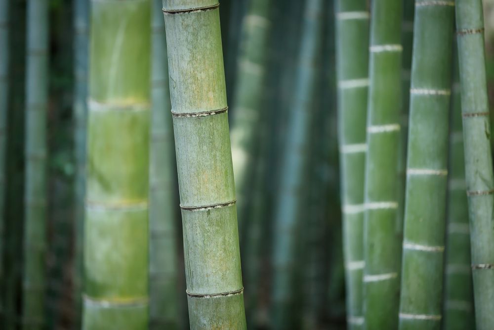 5 Fakta Menarik Bambu, Bukan Pohon Tapi Rumput!