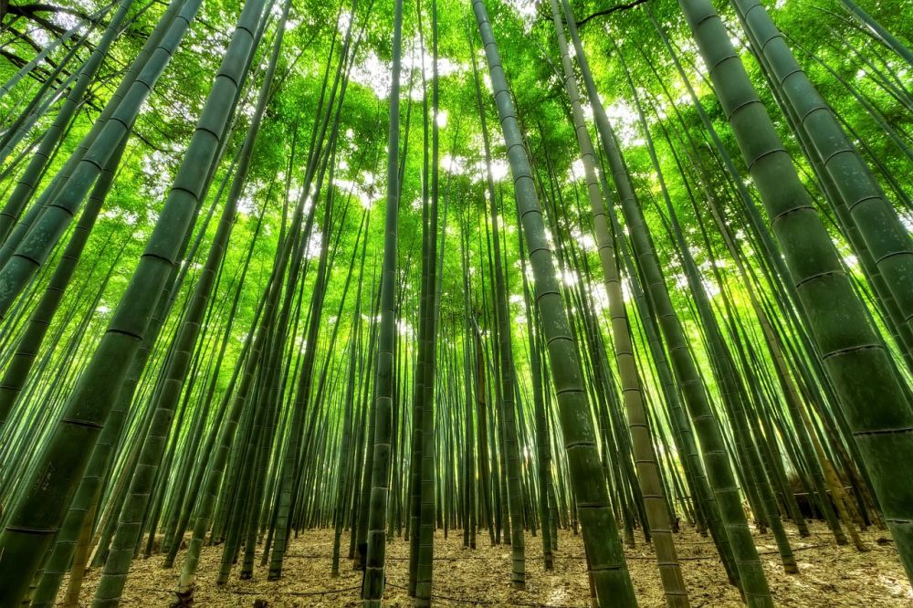 5 Fakta Menarik Bambu, Bukan Pohon Tapi Rumput!