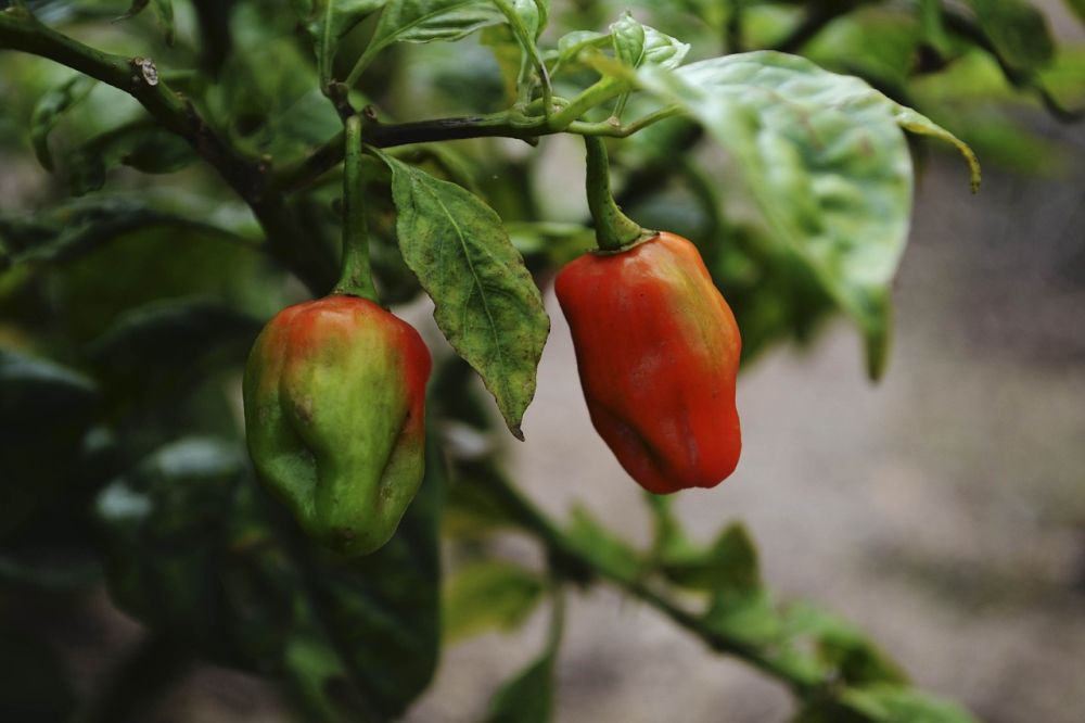 5 Cara Menanam Carolina Reaper, Cabai Terpedas di Dunia