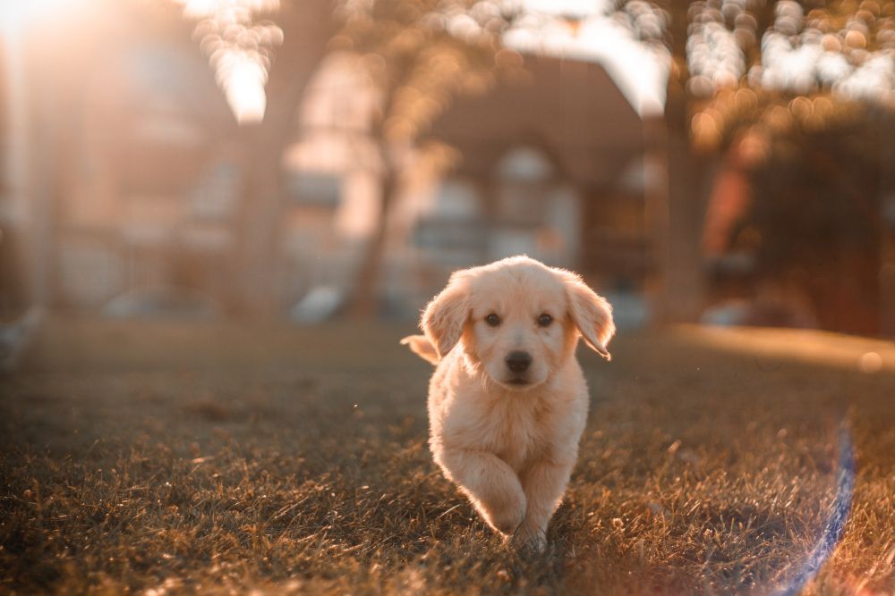 5 Cara Menghadapi Anjing Galak agar Tetap Aman