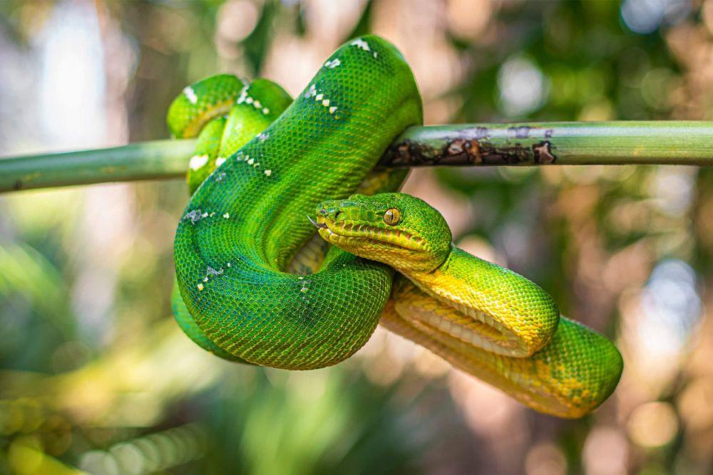 5 Fakta Emerald Green Tree Boa, Ular Cantik Berwarna Hijau!