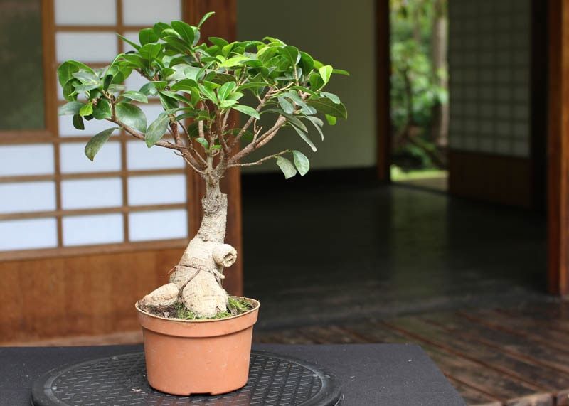 Dekorasi Rumah, 9 Jenis Bonsai yang Mudah Dirawat! Cocok untuk Pemula