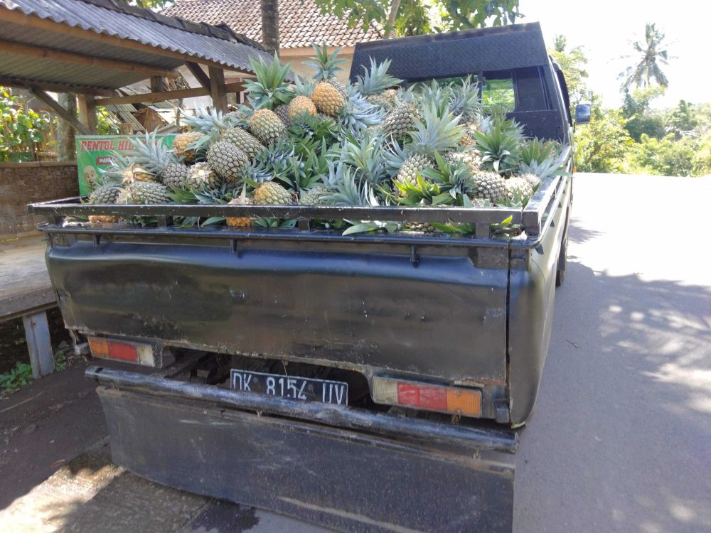 Harga Anjlok, Pedagang Nanas di Lombok Timur Gigit Jari