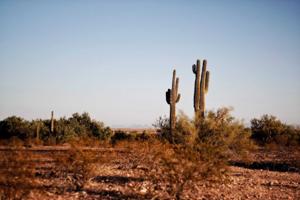 5 Fakta Luar Biasa dari Gurun Sahara, Gurun Pasir Terbesar di Dunia!