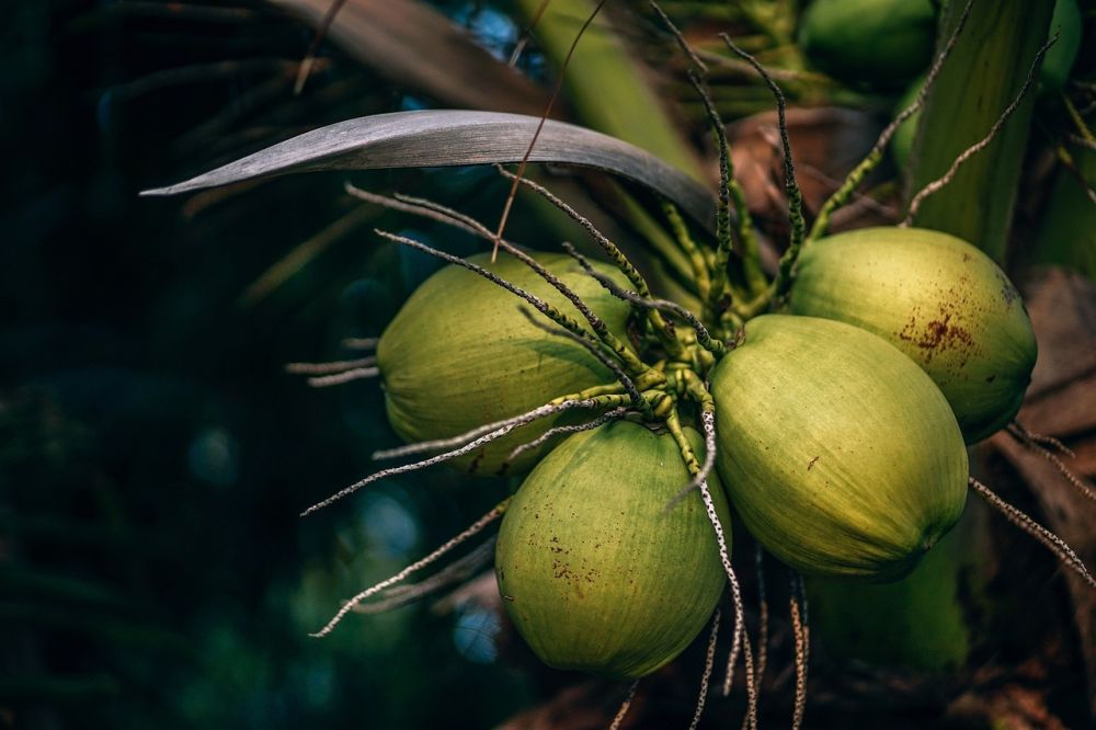 Selain Pupuk, Ini 5 Bahan Ampuh untuk Menyuburkan Tanaman