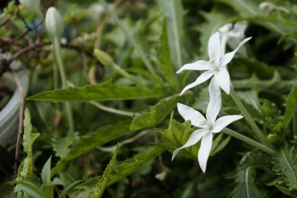 Bunga Kitolod Dapat Menyembuhkan Katarak, Mitos atau Fakta?