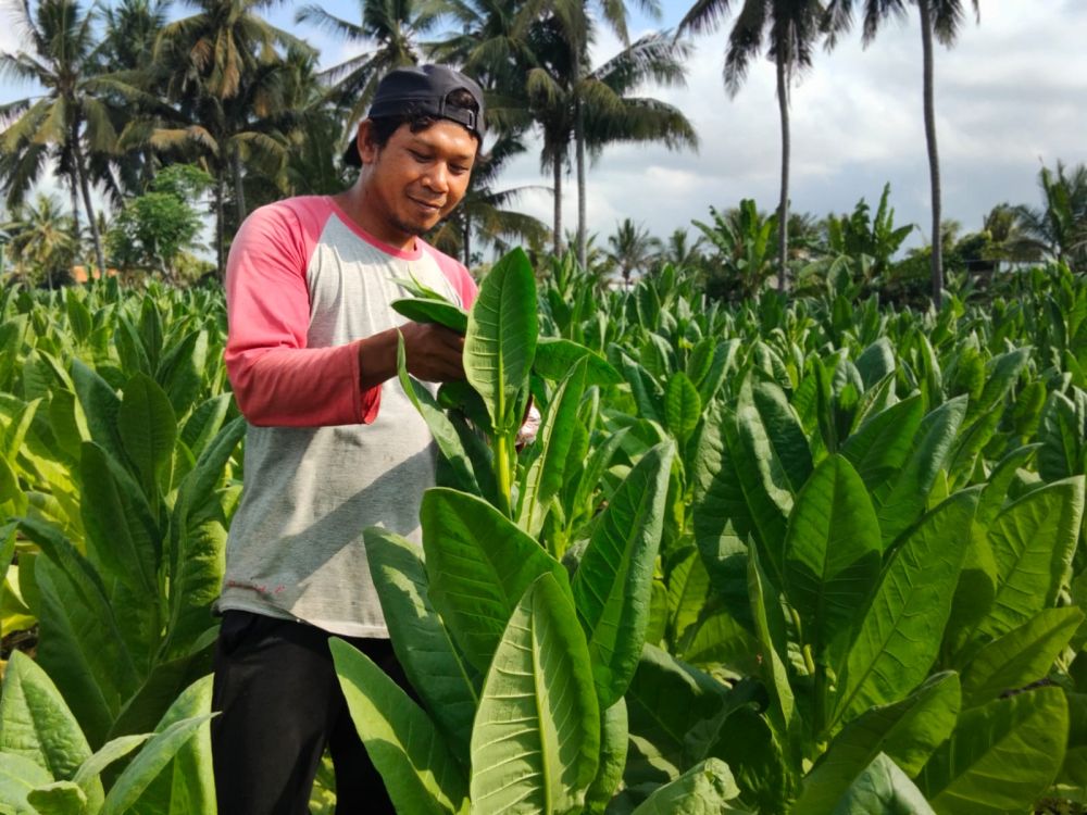 Distan Lombok Timur Siapkan Rp20,2 Miliar BLT untuk Petani Tembakau