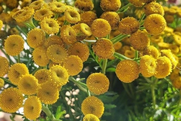 10 Fakta Bunga Tansy, Sering Digunakan sebagai Obat