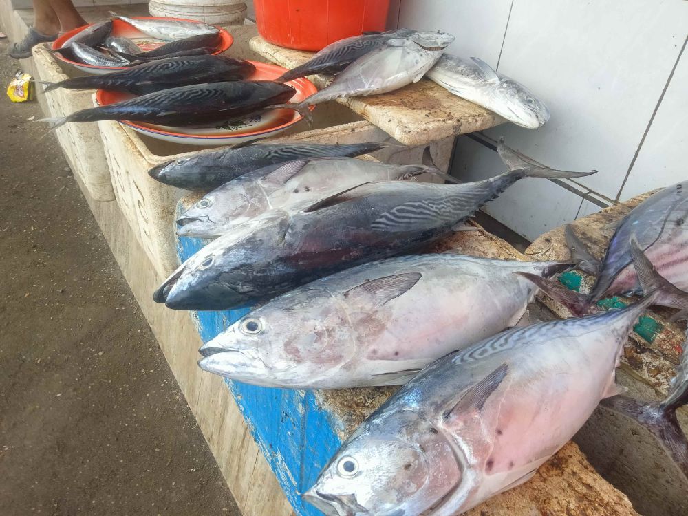 Sempat Melonjak, Harga Ikan di Lombok Timur Mulai Stabil