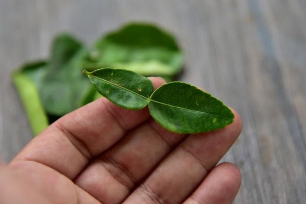 6 Tips Menyimpan Daun Jeruk, Kesegaran Aromatik yang Lebih Lama!