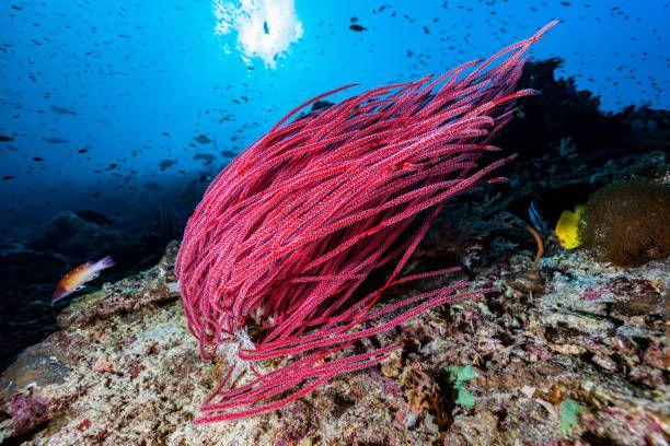 Tumbuhan Yang Tumbuh Di Bawah Laut