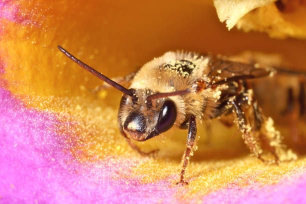 5 Cara Menarik Lebah Serbuk Sari Asli, biar Panen Berlimpah
