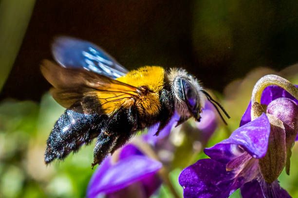 5 Cara Menarik Lebah Serbuk Sari Asli, biar Panen Berlimpah