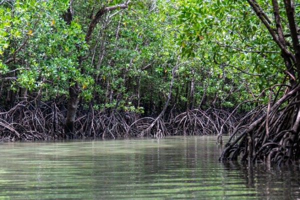5 Fakta Menarik Hutan Bakau, Bantu Kurangi Efek Climate Change!