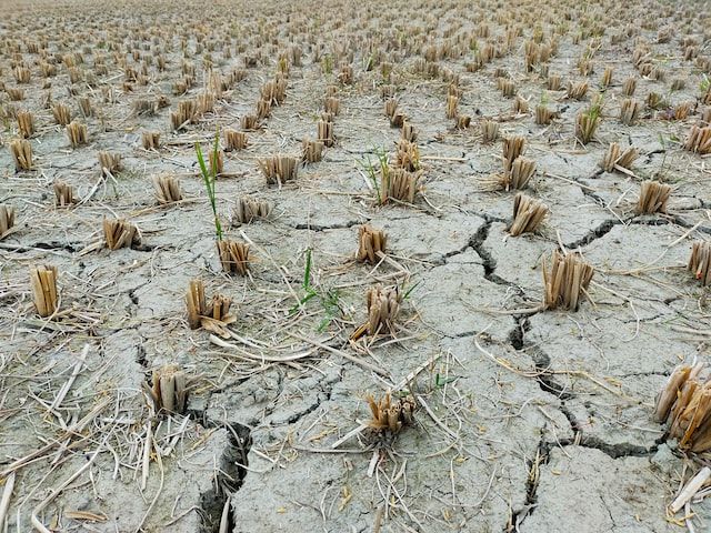 4 Kecamatan di Gowa Terdampak Kekeringan Akibat El Nino