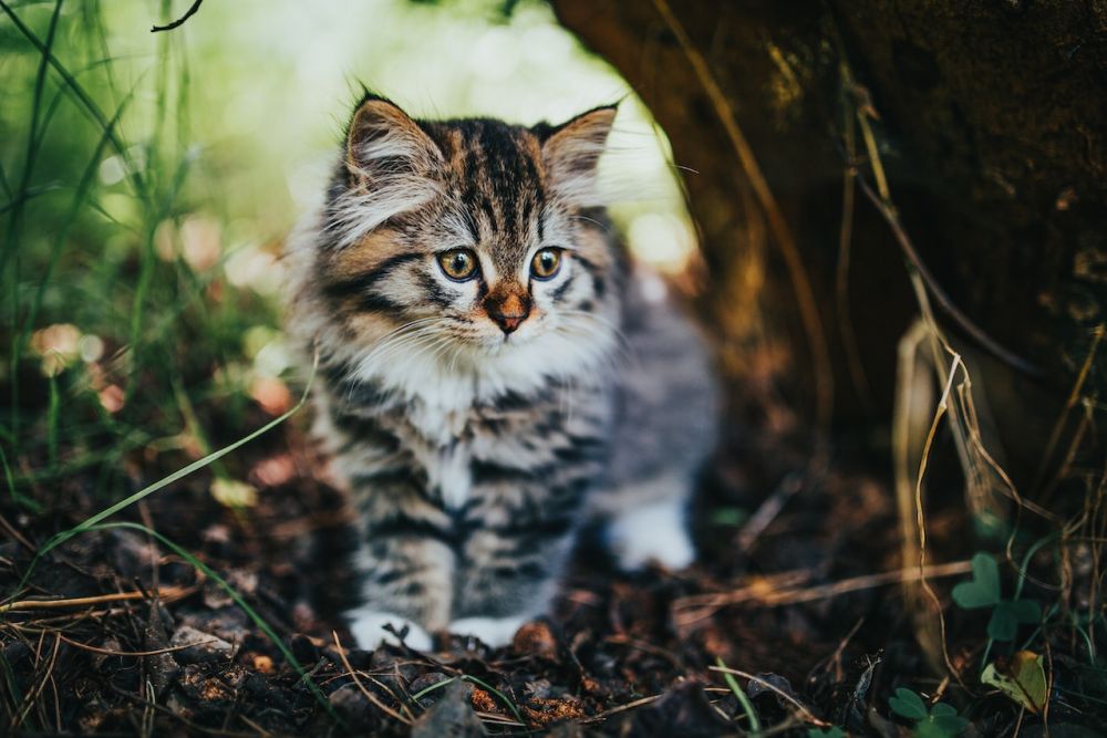 5 Kutipan Lucu Tentang Kucing, Petualangan Mencari Adopter