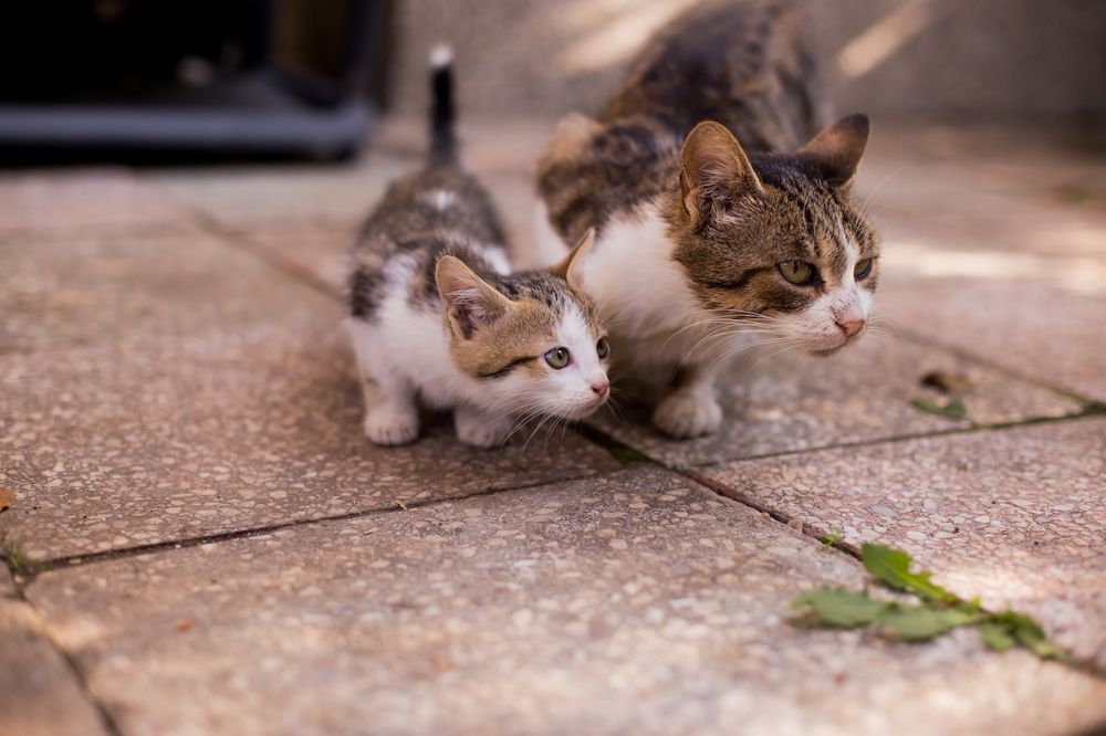 5 Kutipan Lucu Tentang Kucing, Petualangan Mencari Adopter
