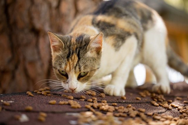 5 Cara Agar Kucing Cepat Gemuk dan Sehat, Cat Lovers Wajib Tahu!