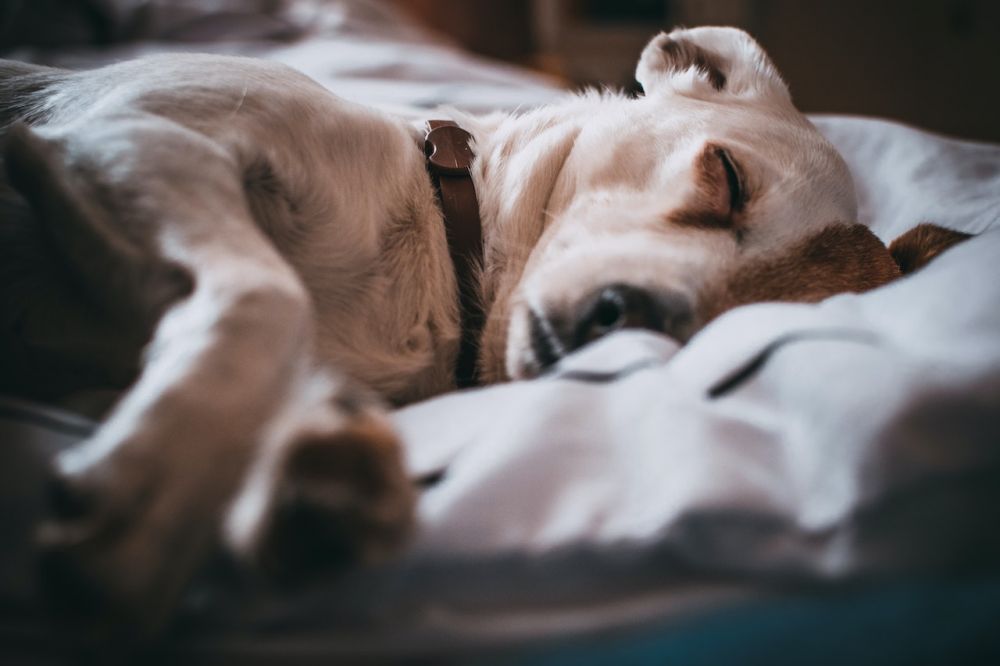 9 Arti Mimpi tentang Anjing, Ternyata Punya Banyak Makna