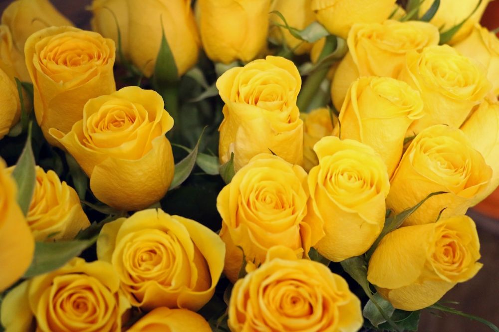 6 Bunga Cantik Tidak Cocok untuk Menyatakan Cinta, Hati-hati!
