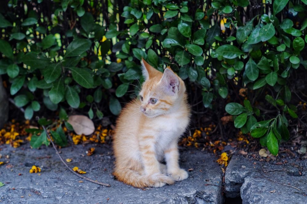 5 Kutipan Lucu Tentang Kucing, Petualangan Mencari Adopter