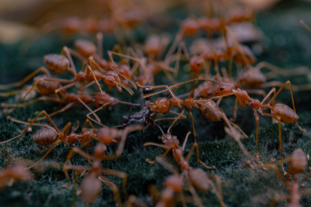 6 Alasan Mengapa Semut 'Bersalaman' saat Bertemu Sesamanya