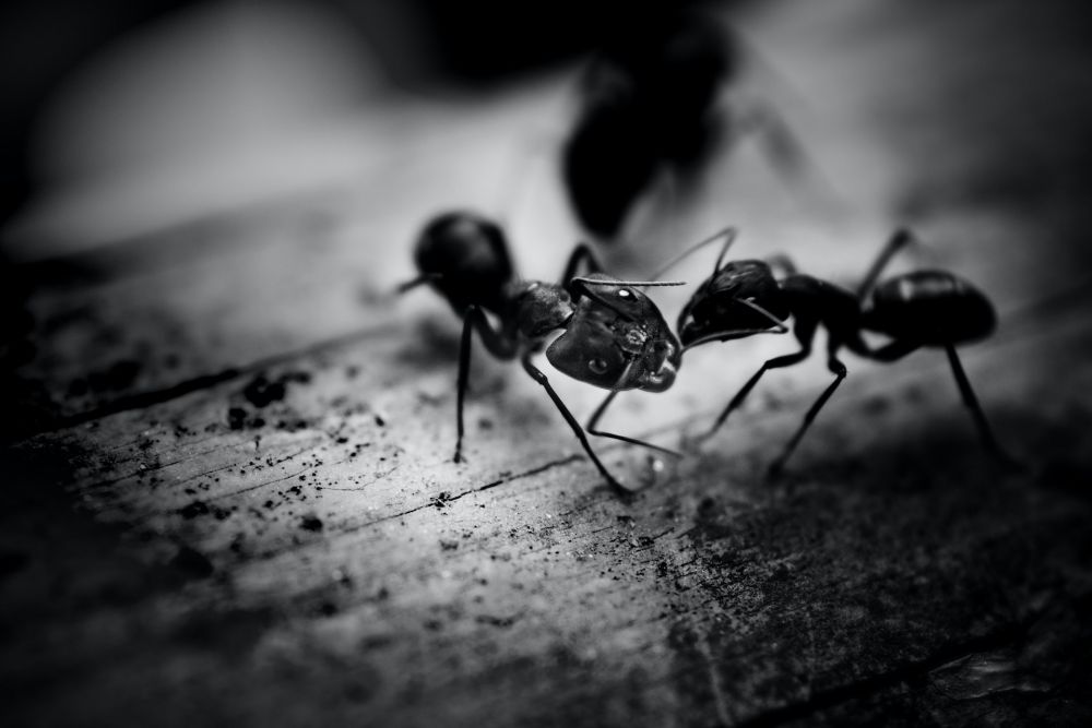 6 Alasan Mengapa Semut 'Bersalaman' saat Bertemu Sesamanya