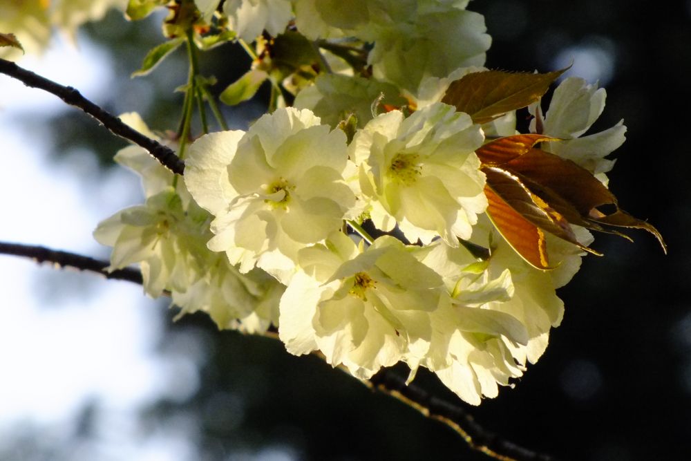 10 Jenis Sakura Yang Paling Umum Ditemukan Di Jepang