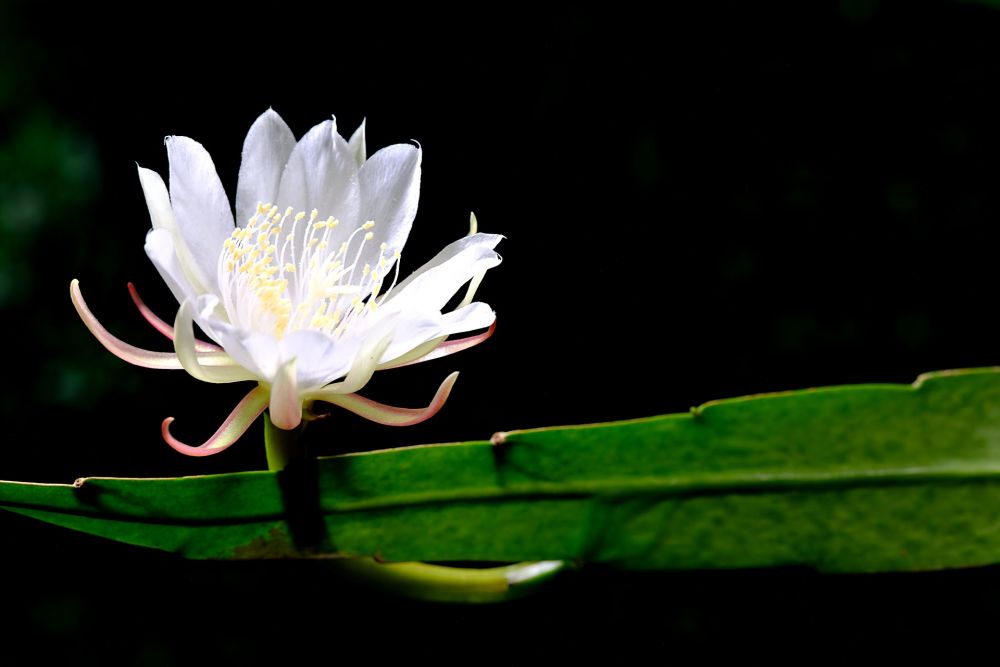 5 Bunga hanya Mekar pada Jam Tertentu, Ada Midnight Lady Flower    