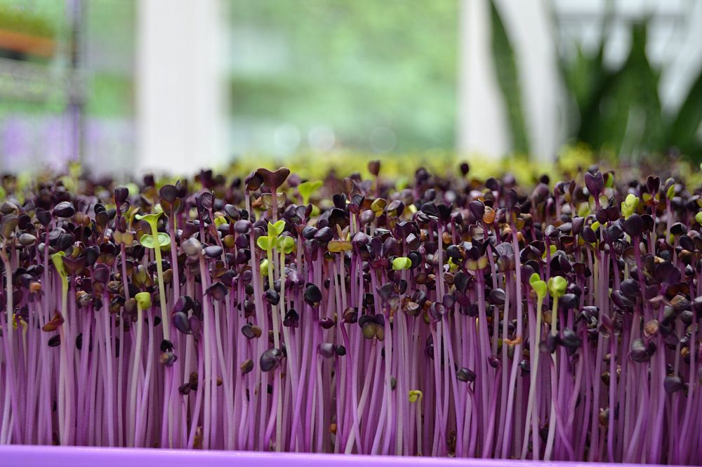 Microgreen, Tanaman Mini yang Serbaguna dan Kaya Nutrisi