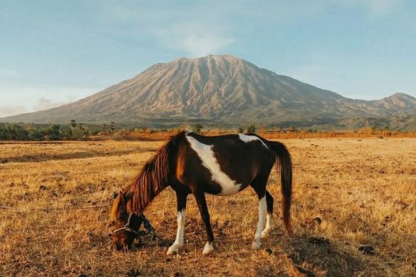 Savanna Tianyar Bali: Informasi Lokasi dan Tips Berkunjung