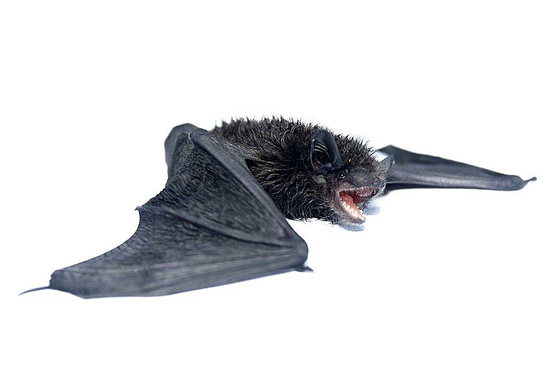 9 Spesies dengan Nama Ilmiah Paling Nyeleneh, Ada SpongeBob!