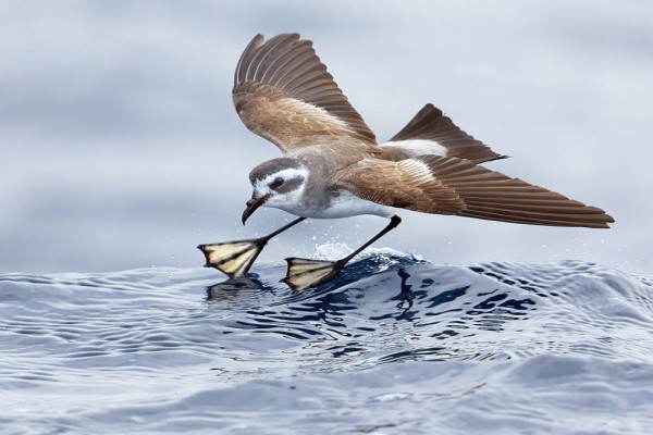 9 Fakta Menarik Burung Petrel Badai, Bisa Jalan di Atas Air