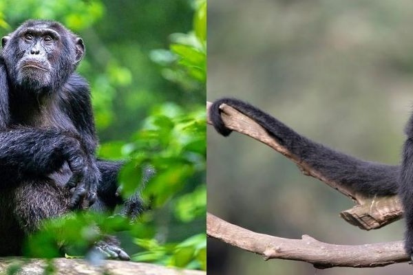 Monyet dan Kera itu Berbeda Lho, Sudah Tahu?