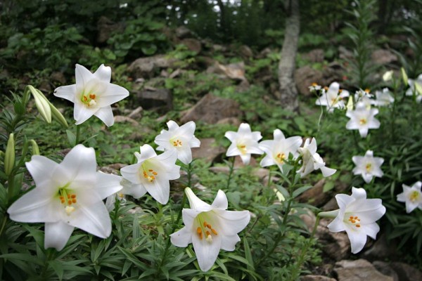 10 Fakta Bunga Easter Lily, Erat Kaitannya dengan Paskah