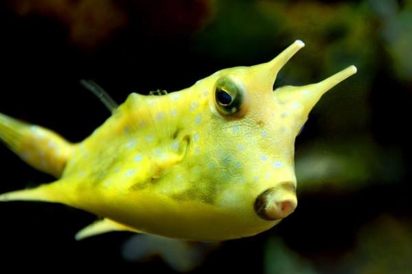 9 Fakta Unik Longhorn Cowfish, Ikan Seakuarium Bisa Mati!