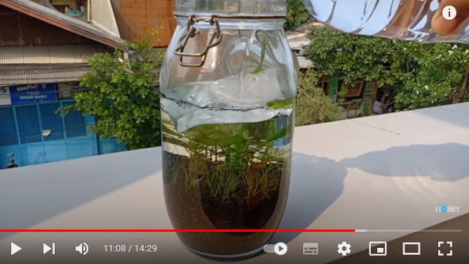 6 Langkah Mudah Membuat Aquascape Planted Akuarium dengan Toples 